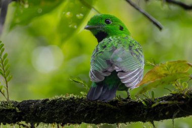 Doğanın vahşi yaşam görüntüsü Whitehead 'in Borneo' ya özgü Broadbill kuşu