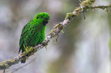 Doğanın vahşi yaşam görüntüsü Whitehead 'in Borneo' ya özgü Broadbill kuşu