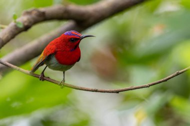 Montan Ormanı Sabah, Borneo 'da Güzel Temminck' in Sunbird 'ü (Aethopyga temminckii)
