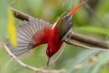Montan Ormanı Sabah, Borneo 'da Güzel Temminck' in Sunbird 'ü (Aethopyga temminckii)