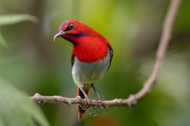 Montan Ormanı Sabah, Borneo 'da Güzel Temminck' in Sunbird 'ü (Aethopyga temminckii)