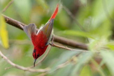 Montan Ormanı Sabah, Borneo 'da Güzel Temminck' in Sunbird 'ü (Aethopyga temminckii)