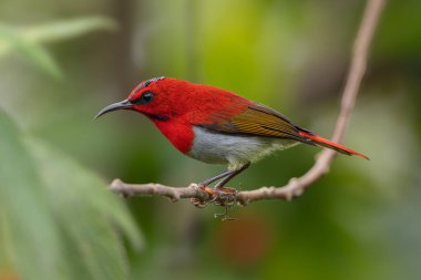 Montan Ormanı Sabah, Borneo 'da Güzel Temminck' in Sunbird 'ü (Aethopyga temminckii)