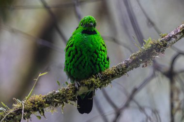 Doğanın vahşi yaşam görüntüsü Whitehead 'in Borneo' ya özgü Broadbill kuşu