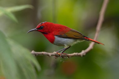 Montan Ormanı Sabah, Borneo 'da Güzel Temminck' in Sunbird 'ü (Aethopyga temminckii)