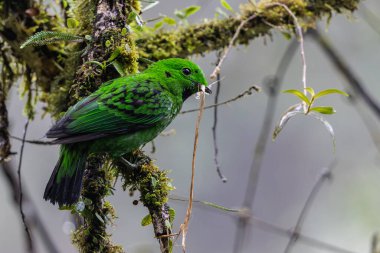Doğanın vahşi yaşam görüntüsü Whitehead 'in Borneo' ya özgü Broadbill kuşu