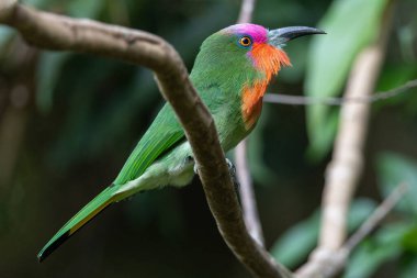 Kızıl sakallı bir arı yiyicinin canlı tüylerini bir dala tünemiş halde gösteren yakın plan fotoğrafı.
