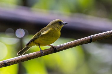 Doğa kuşu Bornean ıslığı (Pachycephala hipoksantha), ya da Bornean dağ ıslığı.
