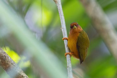 Ağaçların dallarında duran ağaçkakanın doğa görüntüsü.