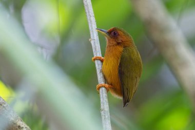 Ağaçların dallarında duran ağaçkakanın doğa görüntüsü.
