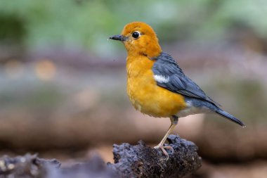 Nature wildlife image of uncommon resident bird Orange-headed thrush in Sabah, Borneo