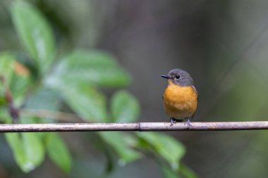 Borneo, Borneo 'daki ormanın derinliklerindeki Borneo kuşunun doğa görüntüsü.
