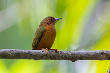 Ağaçların dallarında duran ağaçkakanın doğa görüntüsü.