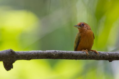 Ağaçların dallarında duran ağaçkakanın doğa görüntüsü.