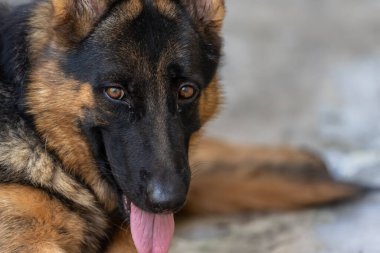 Bir Alman çoban köpeğinin özenli yüzüne yakın çekim.