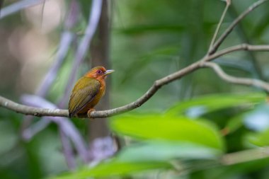 Ağaçların dallarında duran ağaçkakanın doğa görüntüsü.