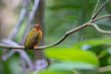 Ağaçların dallarında duran ağaçkakanın doğa görüntüsü.