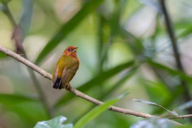 Ağaçların dallarında duran ağaçkakanın doğa görüntüsü.