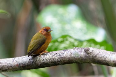 Ağaçların dallarında duran ağaçkakanın doğa görüntüsü.