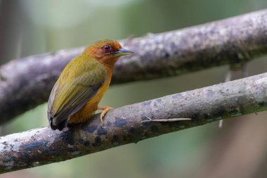 Ağaçların dallarında duran ağaçkakanın doğa görüntüsü.