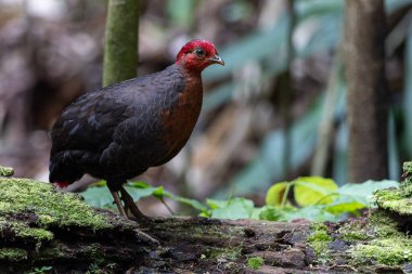 Crimson-headed partridge on deep jungle rainforest, It is endemic to the island of Borneo