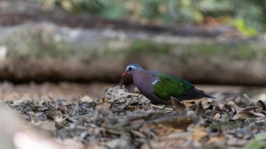 Tropik bir ormanın yemyeşil yeşillikleri arasında tünemiş Zümrüt Güvercini 'nin büyüleyici bir görüntüsü..