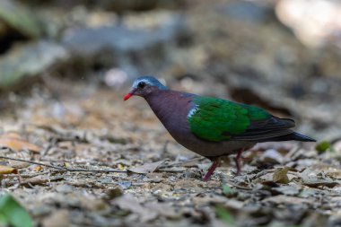 Tropik bir ormanın yemyeşil yeşillikleri arasında tünemiş Zümrüt Güvercini 'nin büyüleyici bir görüntüsü..