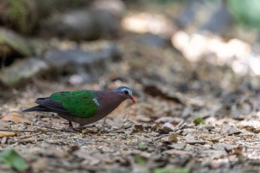 Tropik bir ormanın yemyeşil yeşillikleri arasında tünemiş Zümrüt Güvercini 'nin büyüleyici bir görüntüsü..