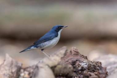 Sibirya Mavisi Mavi Robin Kuşları Sabah, Borneo 'da bulundu