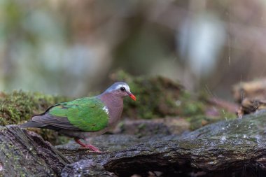 Tropik bir ormanın yemyeşil yeşillikleri arasında tünemiş Zümrüt Güvercini 'nin büyüleyici bir görüntüsü..