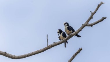 Beyaz başlı şahin ya da doğada tünemekte olan Bornean şahini
