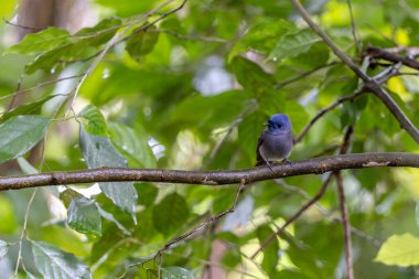 Gerçek doğada Kara Peçeli Kral 'ın (Hypothymis azurea) doğa görüntüsü