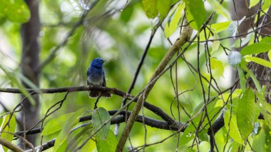Gerçek doğada Kara Peçeli Kral 'ın (Hypothymis azurea) doğa görüntüsü