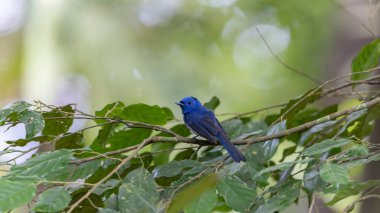 Gerçek doğada Kara Peçeli Kral 'ın (Hypothymis azurea) doğa görüntüsü