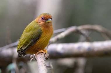 Ağaçların dallarında duran ağaçkakanın doğa görüntüsü.