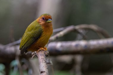 Ağaçların dallarında duran ağaçkakanın doğa görüntüsü.