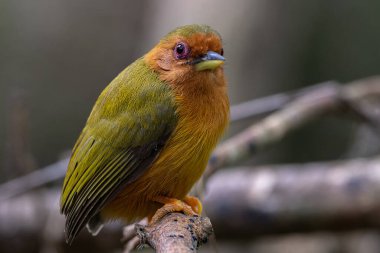 Ağaçların dallarında duran ağaçkakanın doğa görüntüsü.