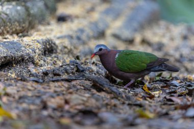 Tropik bir ormanın yemyeşil yeşillikleri arasında tünemiş Zümrüt Güvercini 'nin büyüleyici bir görüntüsü..
