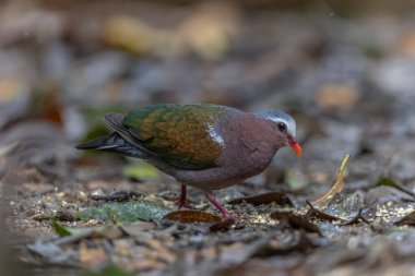 Tropik bir ormanın yemyeşil yeşillikleri arasında tünemiş Zümrüt Güvercini 'nin büyüleyici bir görüntüsü..