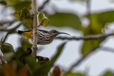 Whitehead 'in Borneo kuşuna özgü Örümcek Avcısı kuşu.