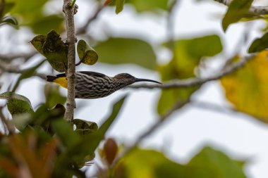 Whitehead 'in Borneo kuşuna özgü Örümcek Avcısı kuşu.