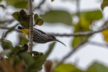 Whitehead 'in Borneo kuşuna özgü Örümcek Avcısı kuşu.