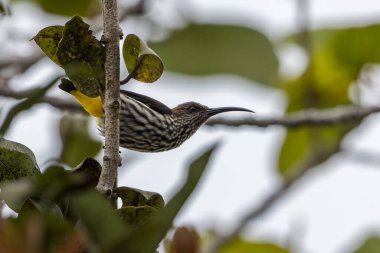 Whitehead 'in Borneo kuşuna özgü Örümcek Avcısı kuşu.