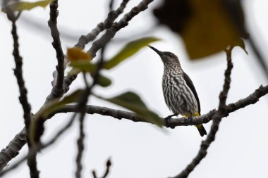 Whitehead 'in Borneo kuşuna özgü Örümcek Avcısı kuşu.
