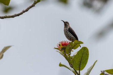 Whitehead 'in Borneo kuşuna özgü Örümcek Avcısı kuşu.
