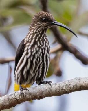Whitehead 'in Borneo kuşuna özgü Örümcek Avcısı kuşu.