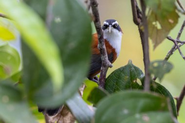 Sabah, Malezya 'da çekilmiş Sunda Scimitar-gevezesinin doğa görüntüsü