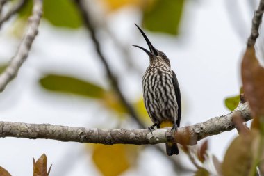 Whitehead 'in Borneo kuşuna özgü Örümcek Avcısı kuşu.