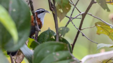 Sabah, Malezya 'da çekilmiş Sunda Scimitar-gevezesinin doğa görüntüsü