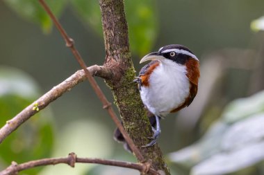 Sabah, Malezya 'da çekilmiş Sunda Scimitar-gevezesinin doğa görüntüsü